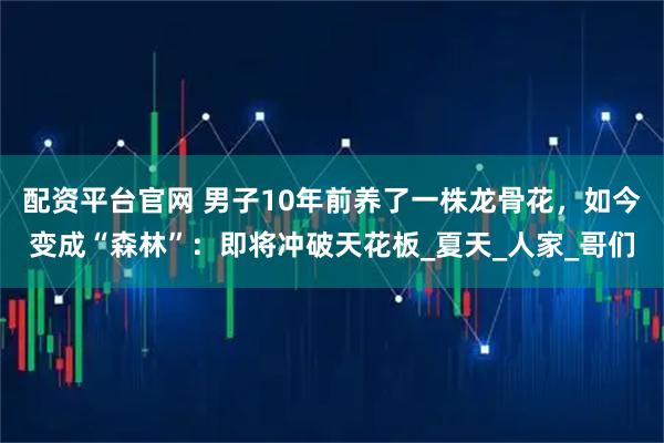 配资平台官网 男子10年前养了一株龙骨花，如今变成“森林”：即将冲破天花板_夏天_人家_哥们